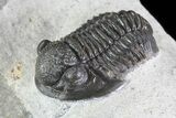 Nice, Gerastos Trilobite Fossil - Morocco #70073-2